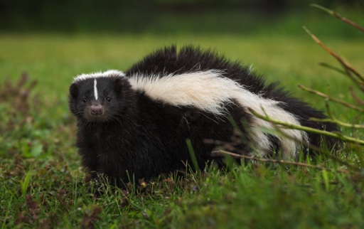 Image 7-9-20 at 9.57 AM